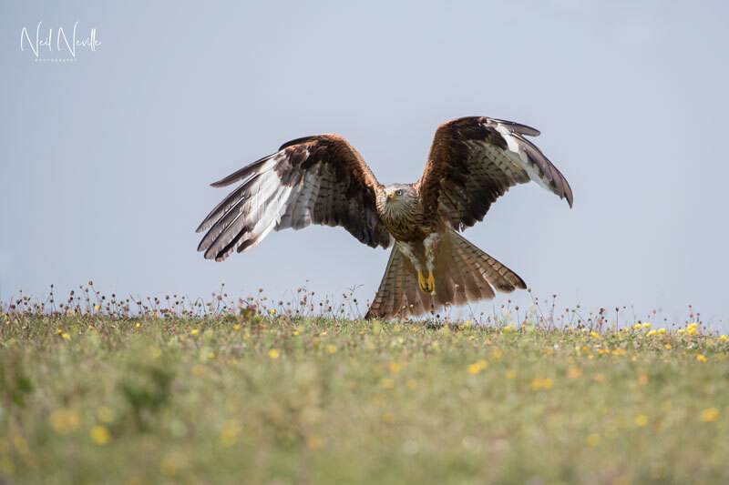  - Red Kite