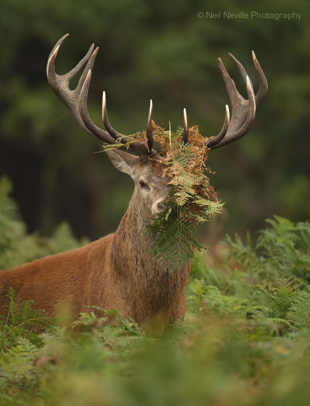  - Red Deer