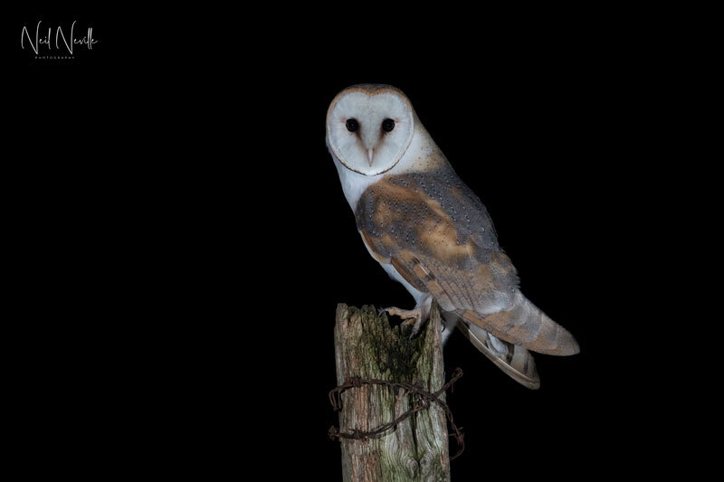  - Barn Owl