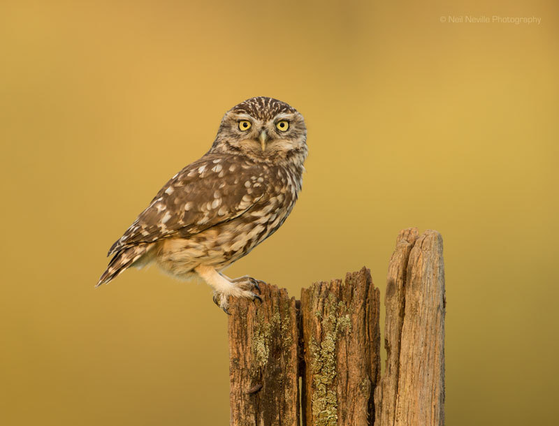  - Little Owl