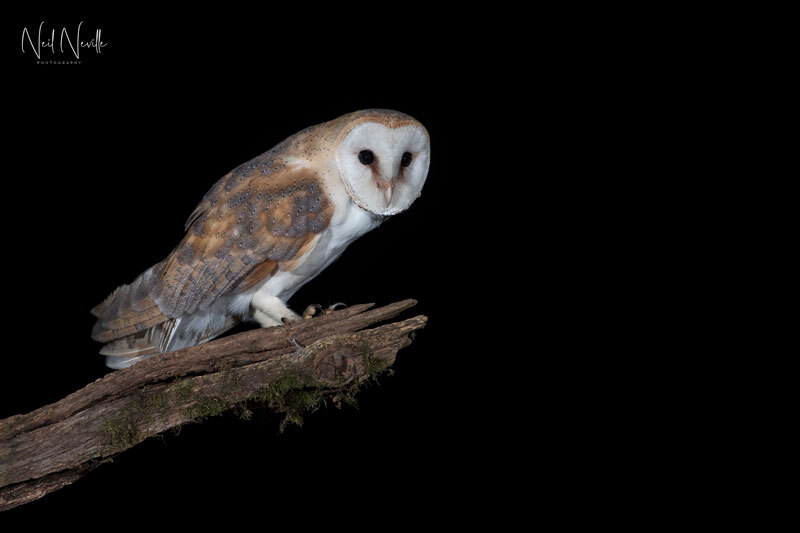  - Barn Owl