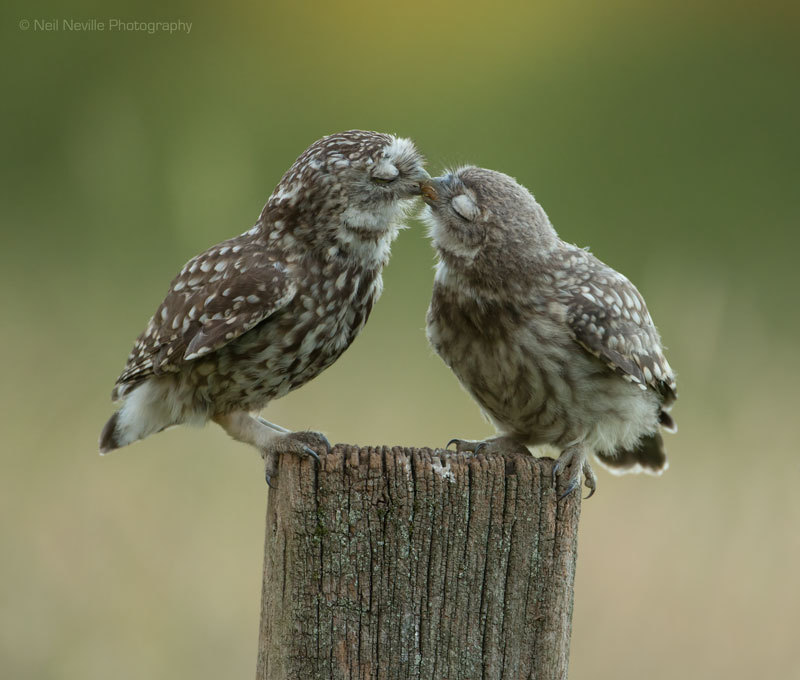  - Little Owl