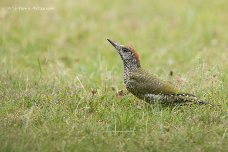  - Woodpeckers & Nuthatch