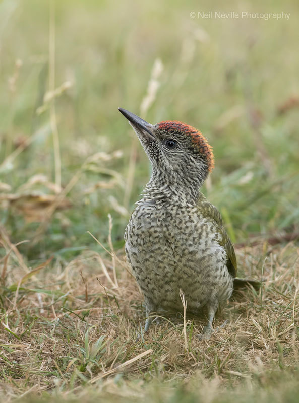  - Woodpeckers & Nuthatch