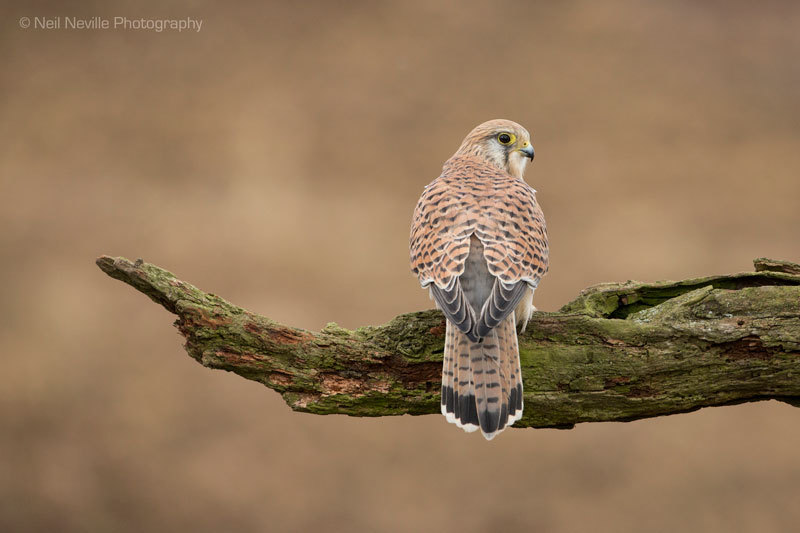  - Kestrel