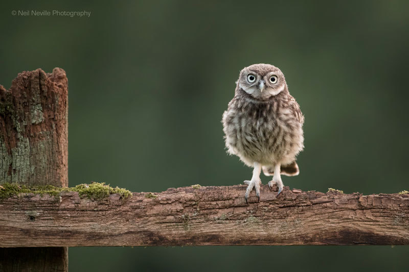  - Little Owl