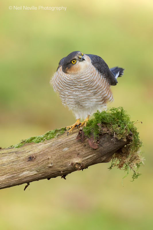  - Sparrowhawk