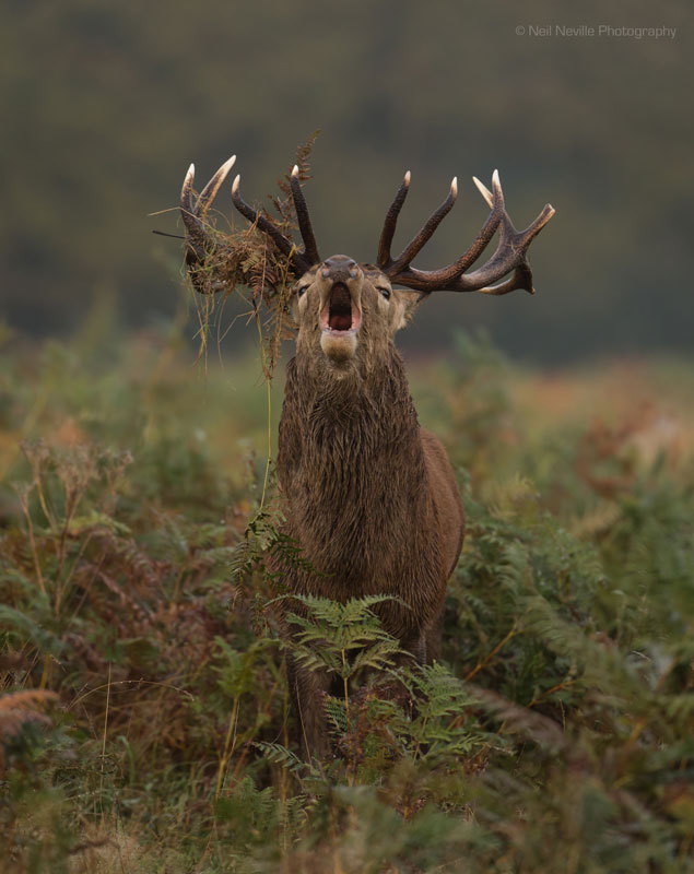  - Red Deer