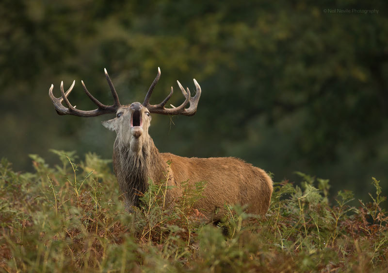  - Red Deer