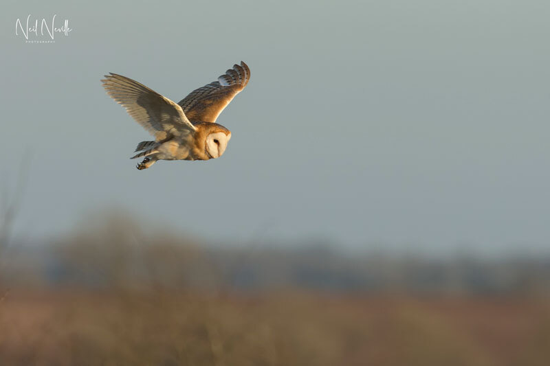  - Barn Owl