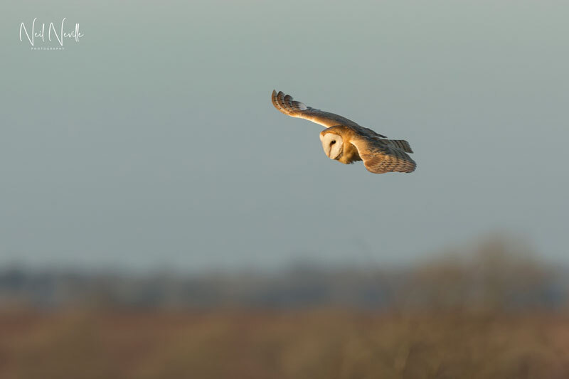  - Barn Owl