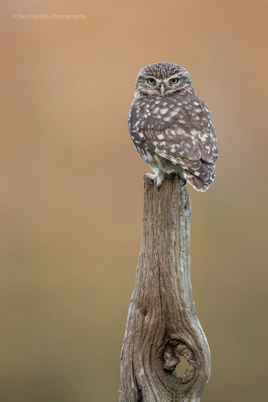  - Little Owl