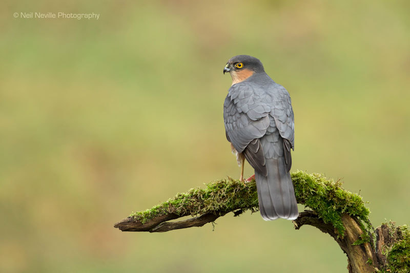  - Sparrowhawk