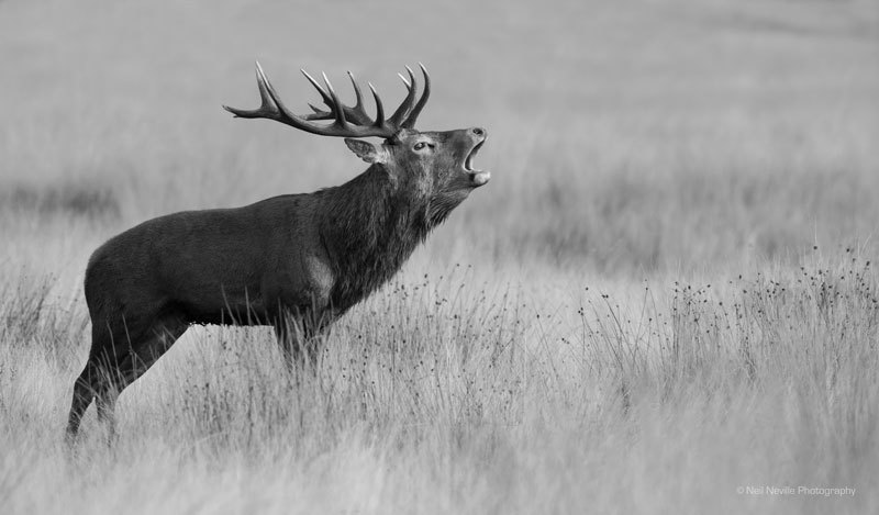  - Red Deer