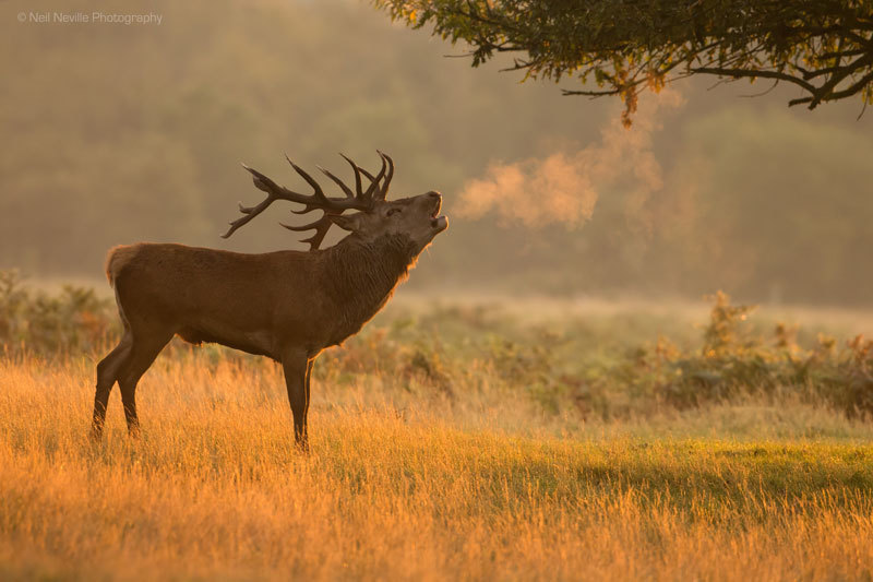 - Red Deer