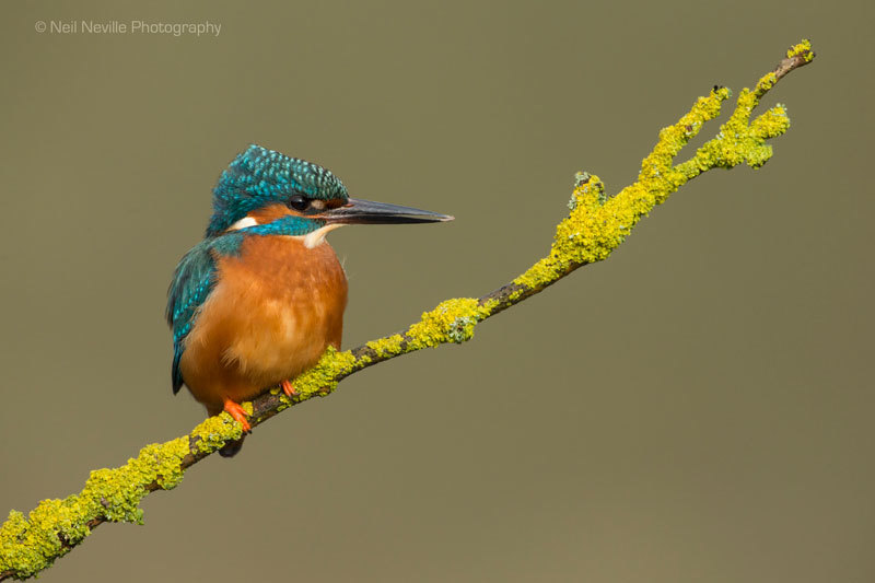  - Kingfisher