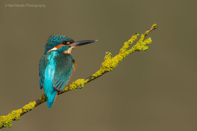  - Kingfisher