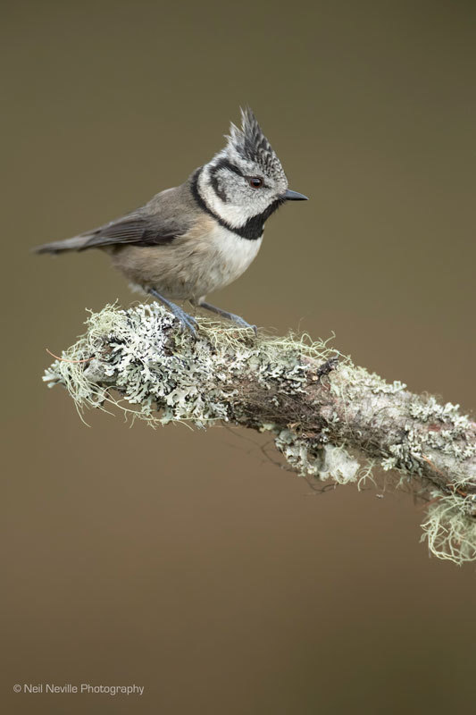  - Crested Tit