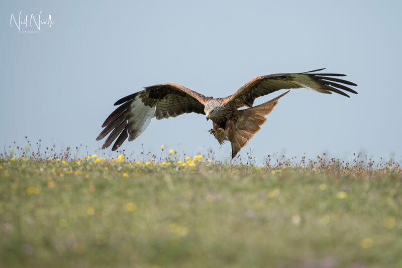  - Red Kite