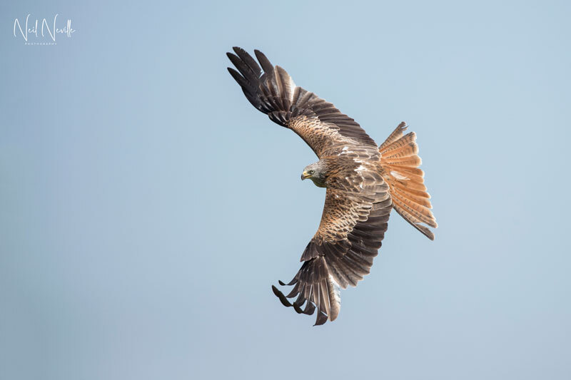  - Red Kite