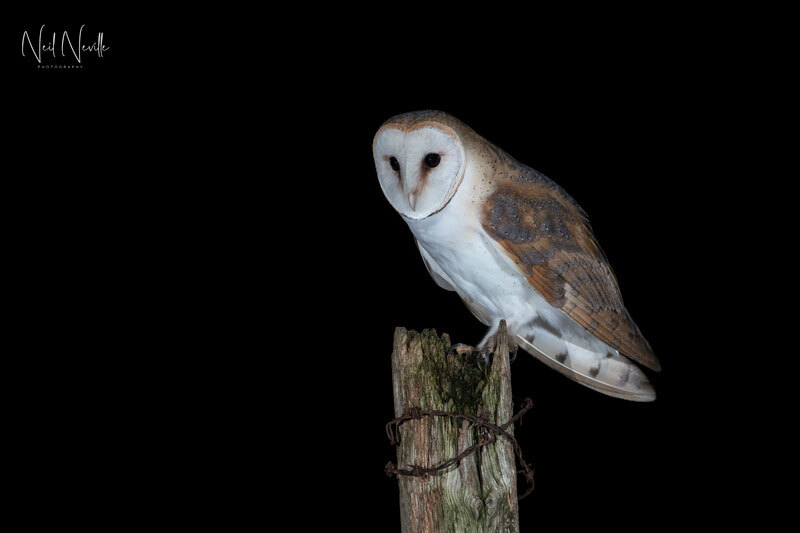  - Barn Owl