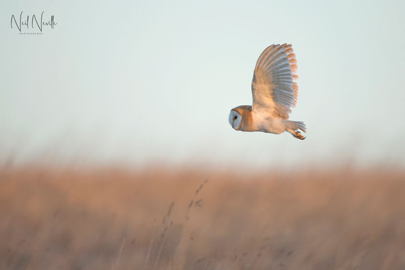  - Barn Owl