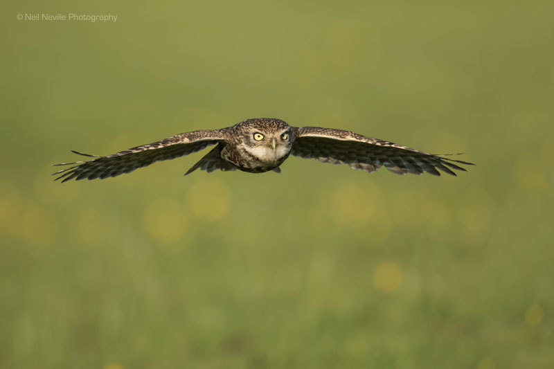 - Little Owl
