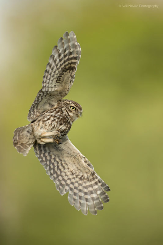 Little Owl photo - Neil Neville