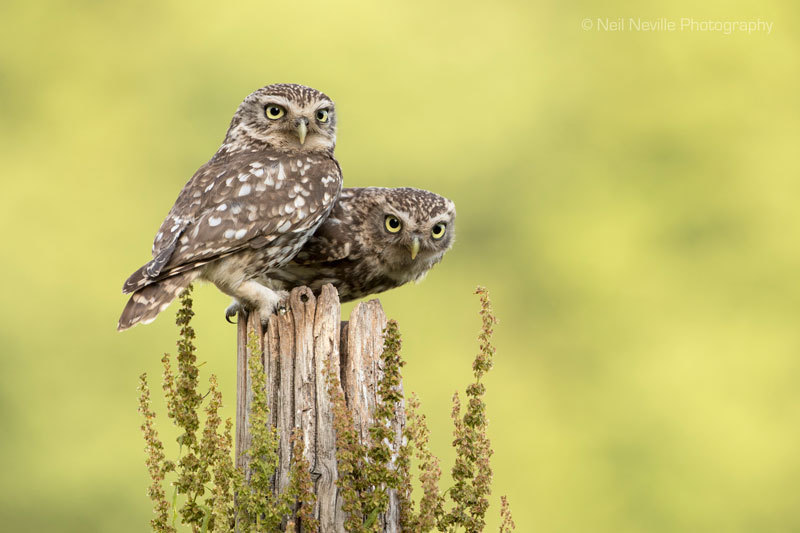  - Little Owl