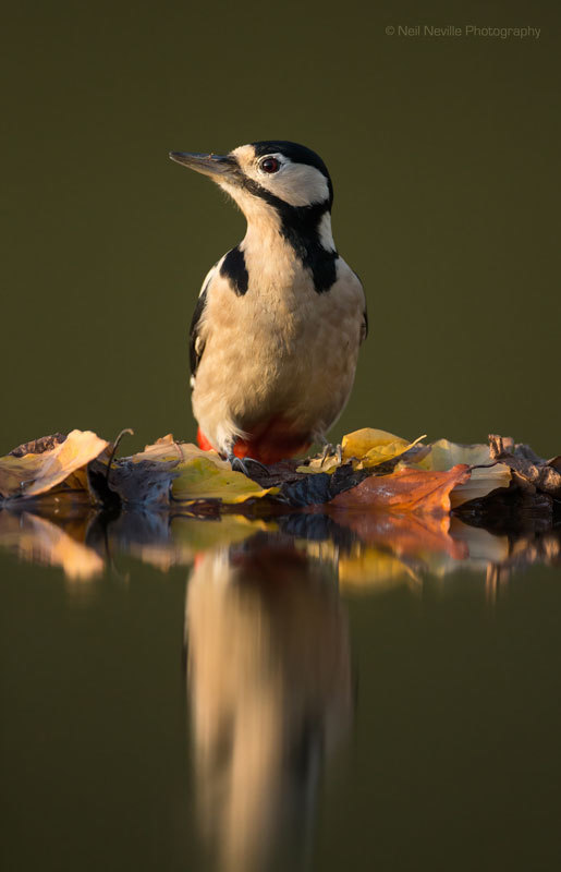  - Woodpeckers & Nuthatch