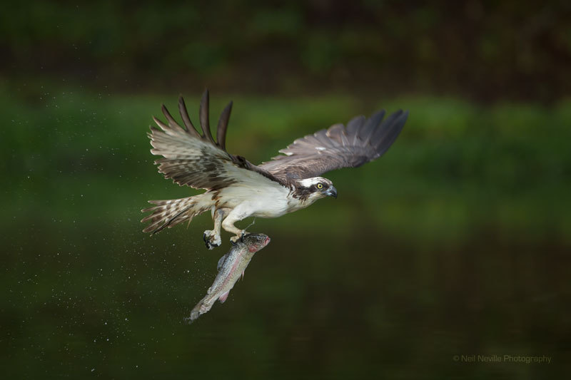  - Osprey