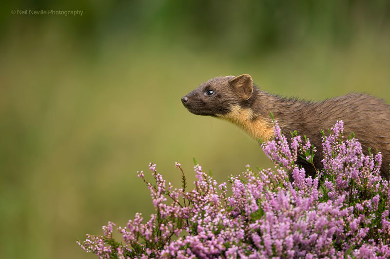  - Pine Marten