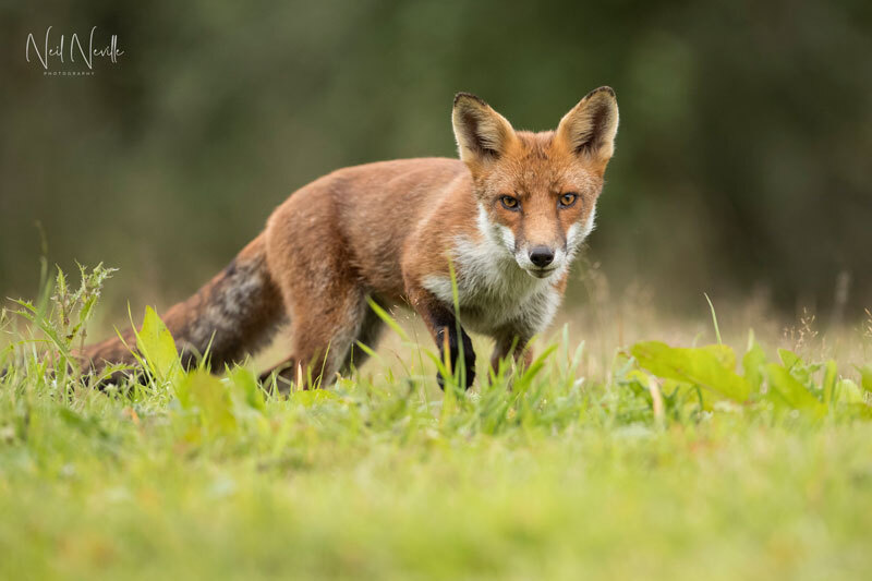  - Red Fox