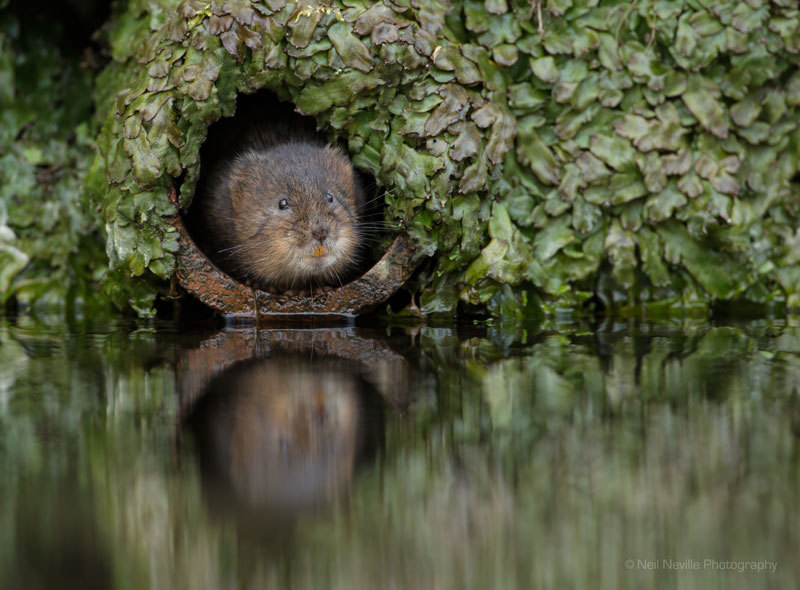  - Water Vole