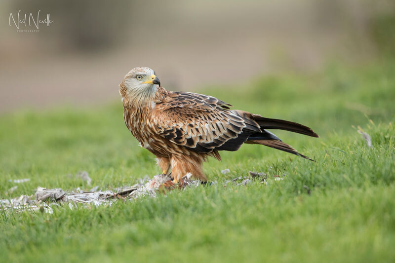 - Red Kite