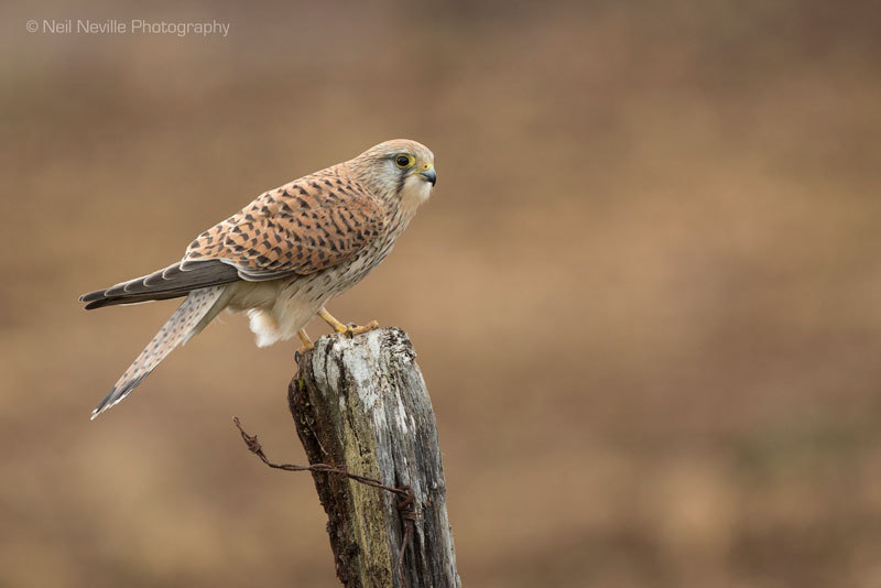  - Kestrel
