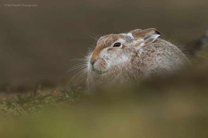 - Mountain Hare
