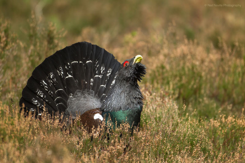  - Capercaillie