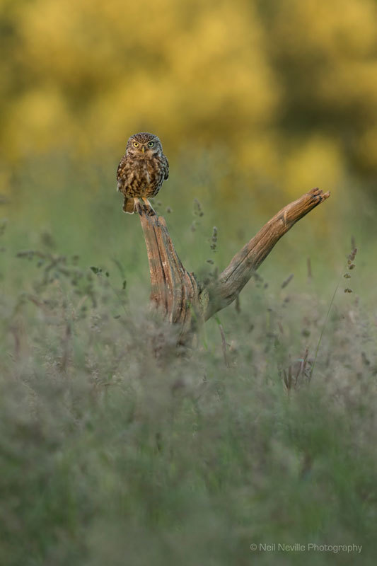  - Little Owl