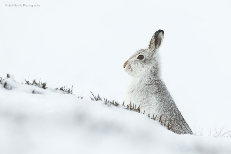  - Mountain Hare