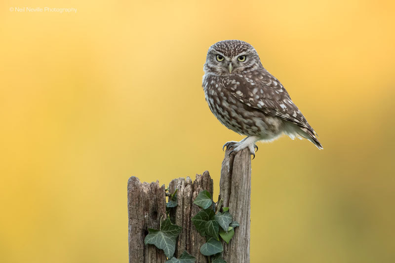  - Little Owl