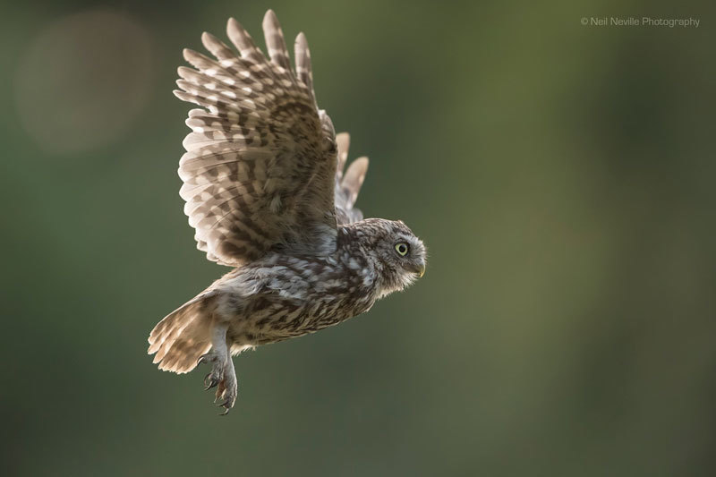  - Little Owl