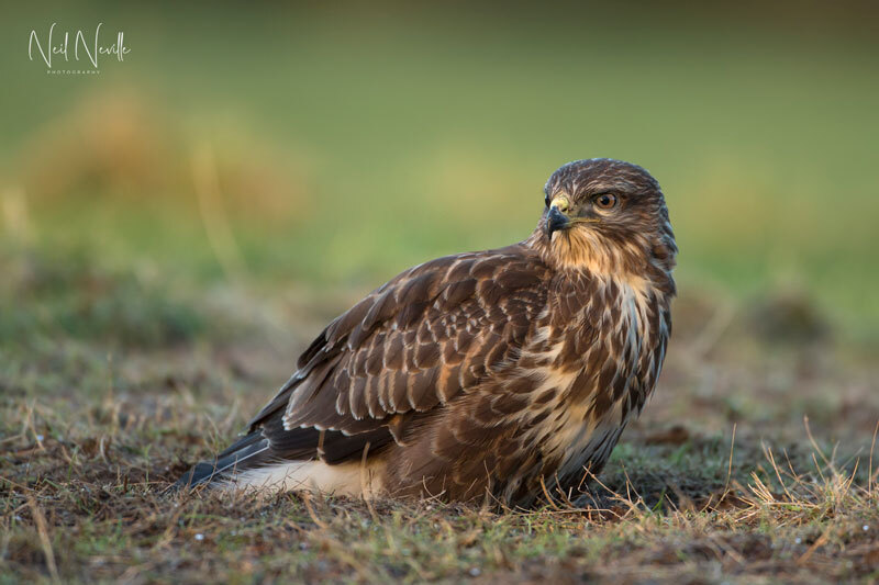  - Common Buzzard