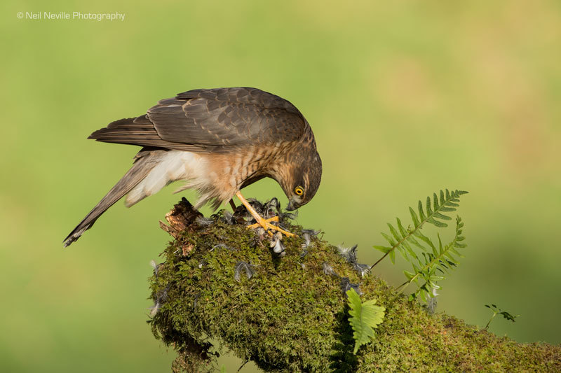  - Sparrowhawk
