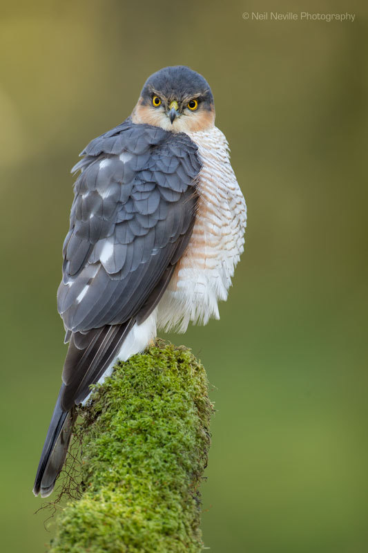  - Sparrowhawk