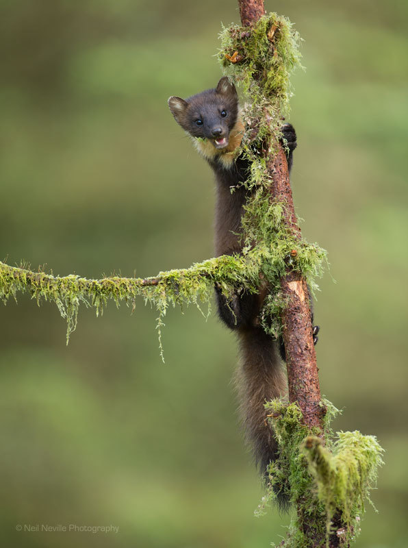 - Pine Marten