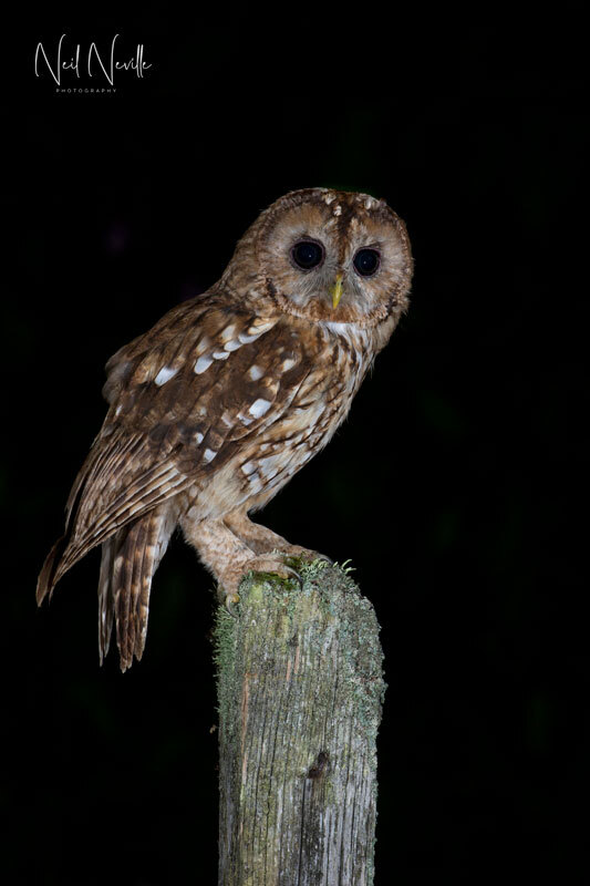  - Tawny Owl