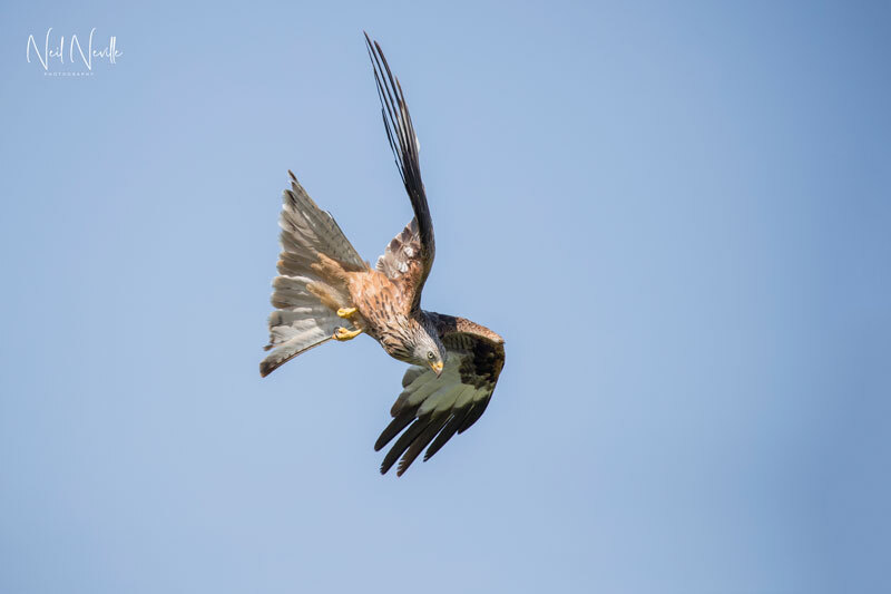  - Red Kite