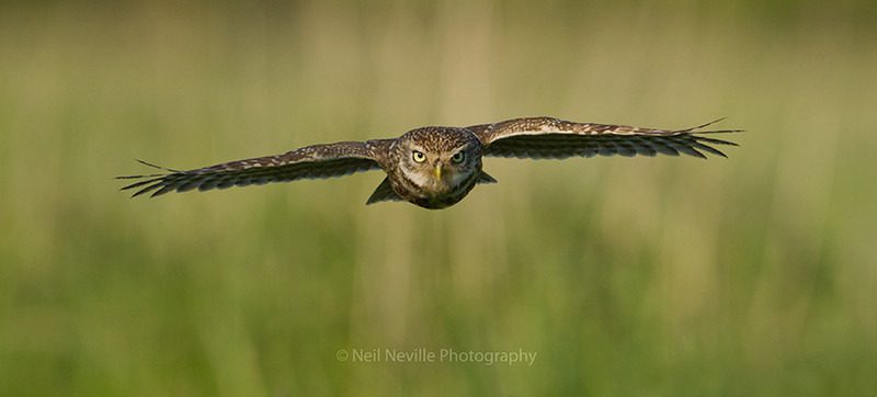  - Little Owl