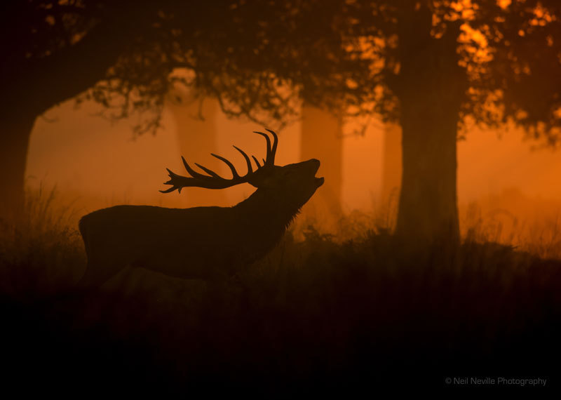  - Red Deer